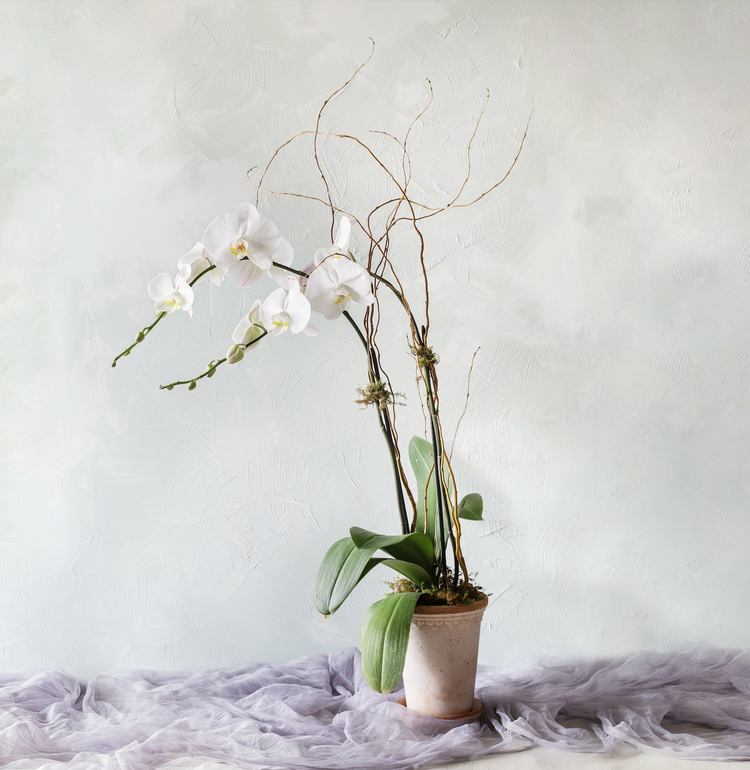 Double Bloom Orchids in Bergs Terracotta