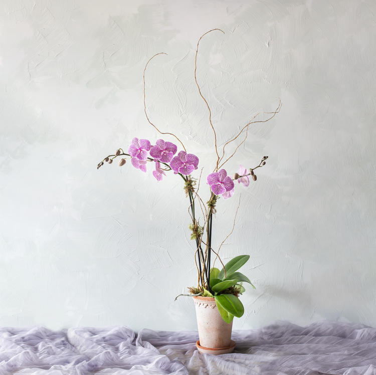 Double Bloom Orchids in Bergs Terracotta