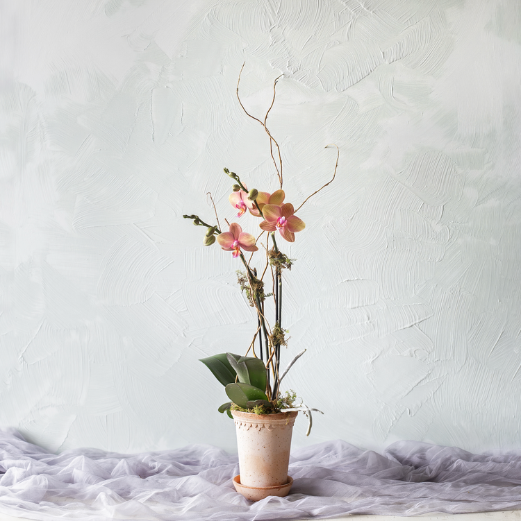 Double Bloom Orchids in Bergs Terracotta