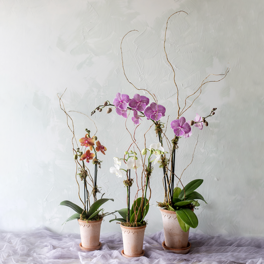 Double Bloom Orchids in Bergs Terracotta